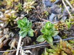 Gentiana douglasiana