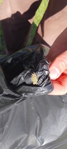Painted Cup Moth