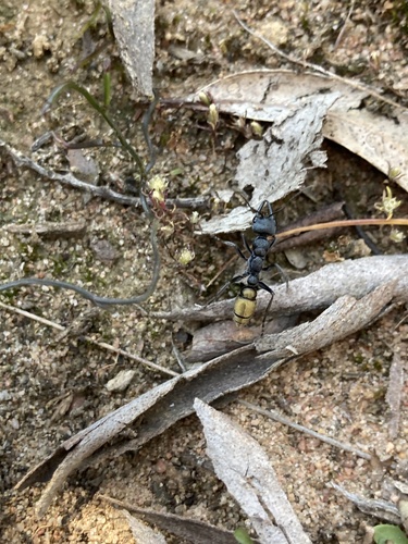 Golden-tailed Bull Ant