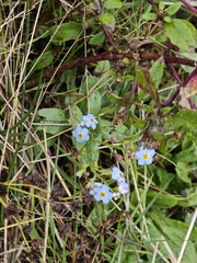 (c) Igor Balashov, some rights reserved (CC BY) Myosotis scorpioides, photograph (c) Igor Balashov, some rights reserved (CC BY)