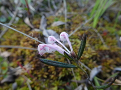 Andromeda polifolia