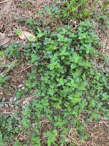 pellitory-of-the-wall