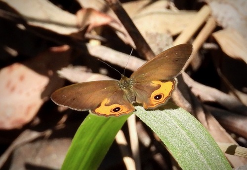 Brown Ringlet
