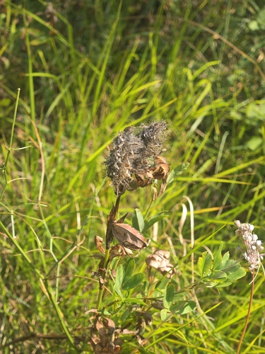 Trifolium rubens, 2026-08-19