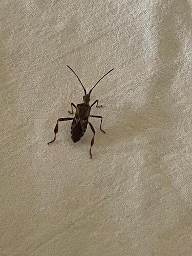 Western Conifer Seed Bug