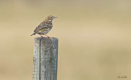 Meadow Pipit