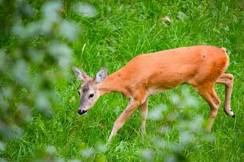 Western Roe Deer