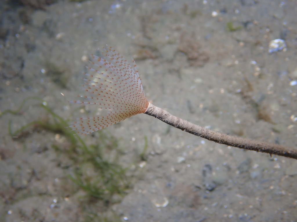 Peacock Worm (Sabella pavonina)