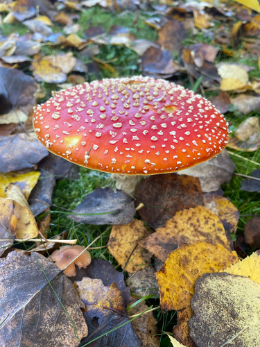 Fly Agaric