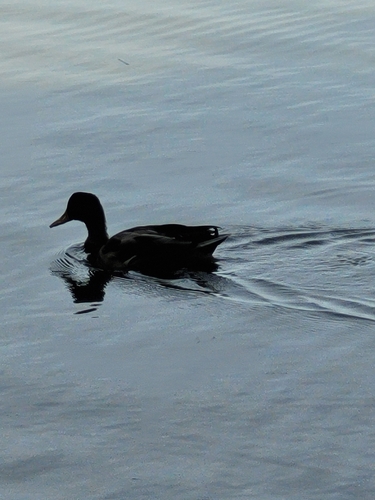 Mallard