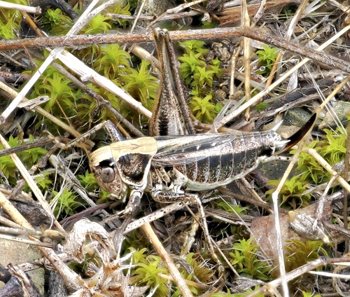 Veysel's Slender Bush-cricket