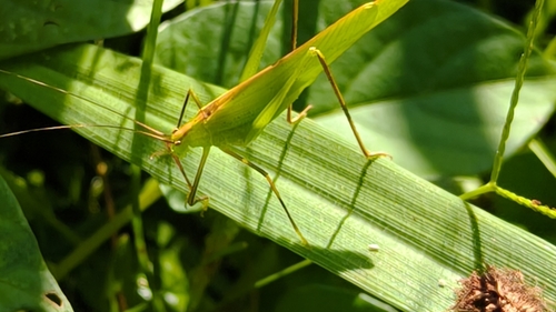 Ducetia japonica