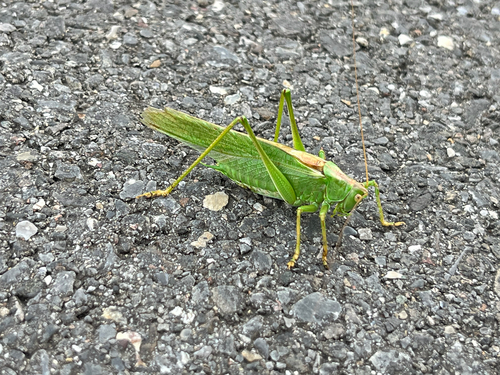 Great Green Bush-cricket