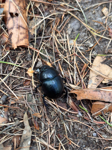 Woodland Dor Beetle