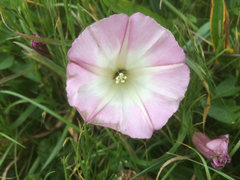 Calystegia purpurata