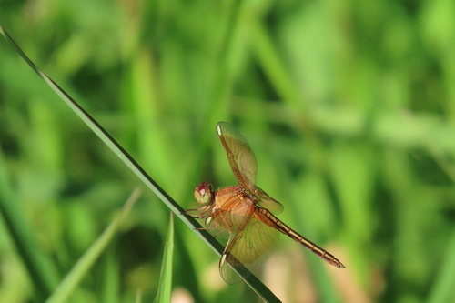 Painted Grasshawk