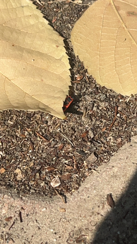 European Firebug