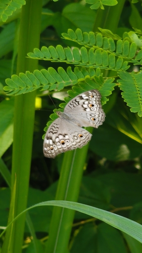 Grey Pansy