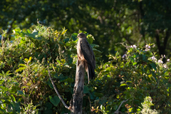 Milvus migrans aegyptius