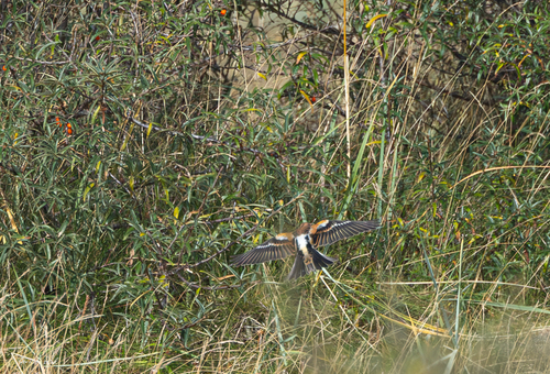 Brambling