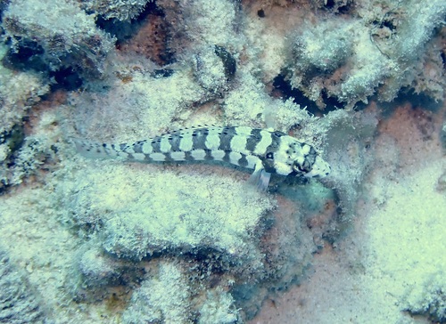 Parapercis tetracantha observed 2026-09-21