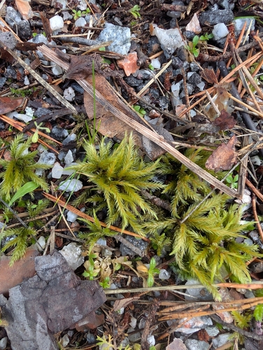 Tree Climacium Moss