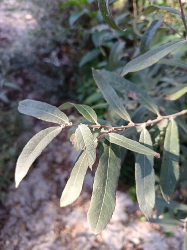 Sage-leaved Willow