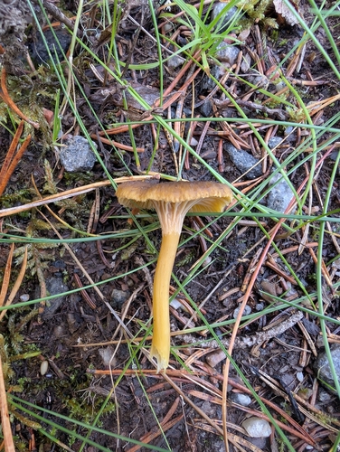 Yellowfoot
