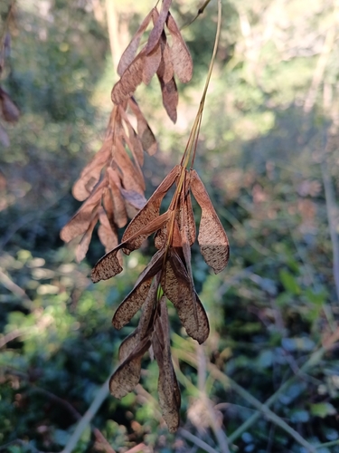 box elder