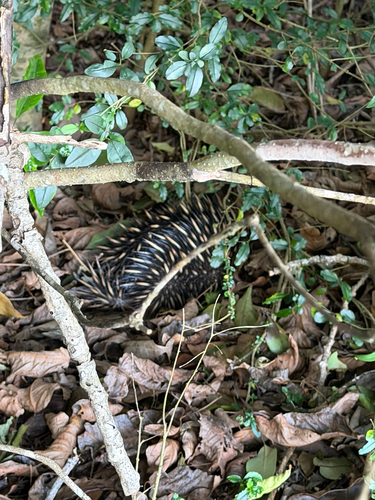 Short-beaked Echidna