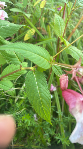 Himalayan balsam