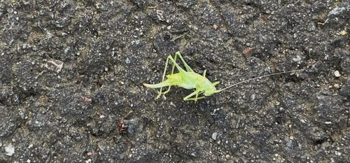 Southern Oak Bush-cricket