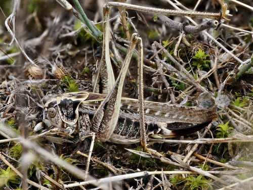 Tuberous Bush-cricket