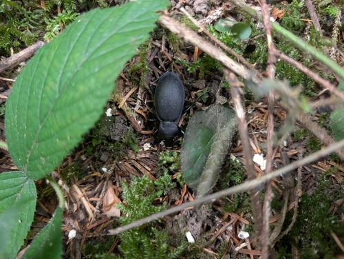 Leather Beetle
