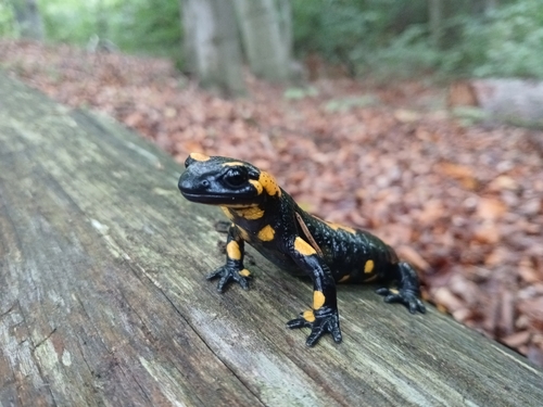 Fire Salamander
