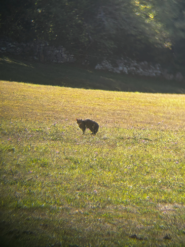 European Wildcat