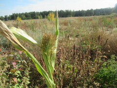 Sorghum bicolor, photograph author not stated, no rights reserved