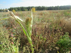 Sorghum bicolor