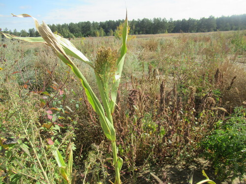 Sorghum bicolor, photograph 3