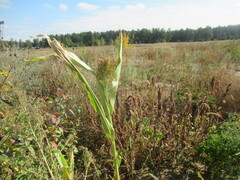 Sorghum bicolor, photograph author not stated, no rights reserved