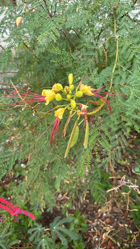 yellow bird-of-paradise shrub