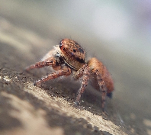 Carrhotus xanthogramma