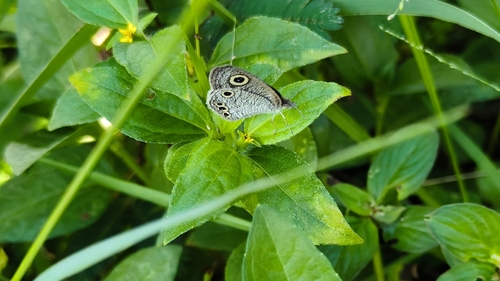 Common Four-ring