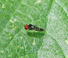 Bertamyia notata
