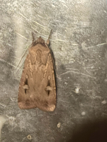 Bogong Moth