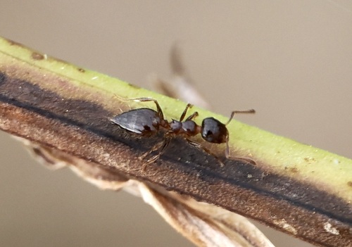Crematogaster bogojawlenskii