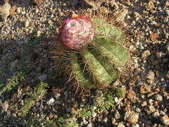 Melocactus curvispinus