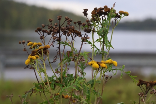 tansy