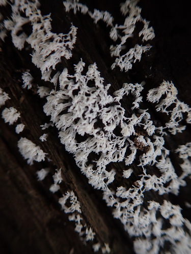 Common Coral Slime
