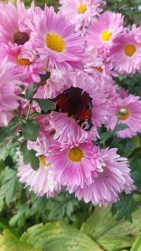 European Peacock Butterfly